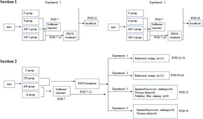 Mast cell stabilizer disodium cromoglycate improves long-term cognitive impairment after general anesthesia exposure in neonatal mice